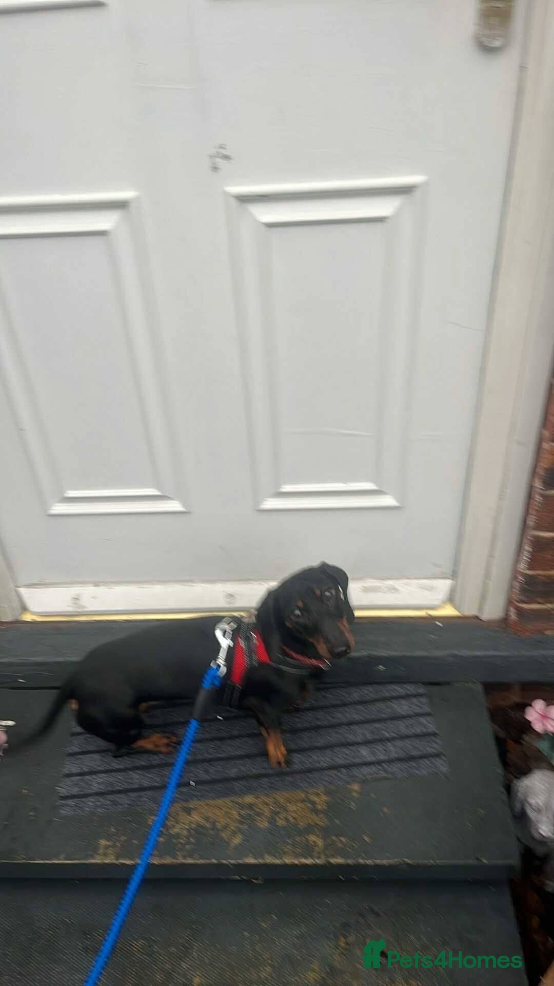 Dachshund dogs for sale: Dachund  - Advert 7