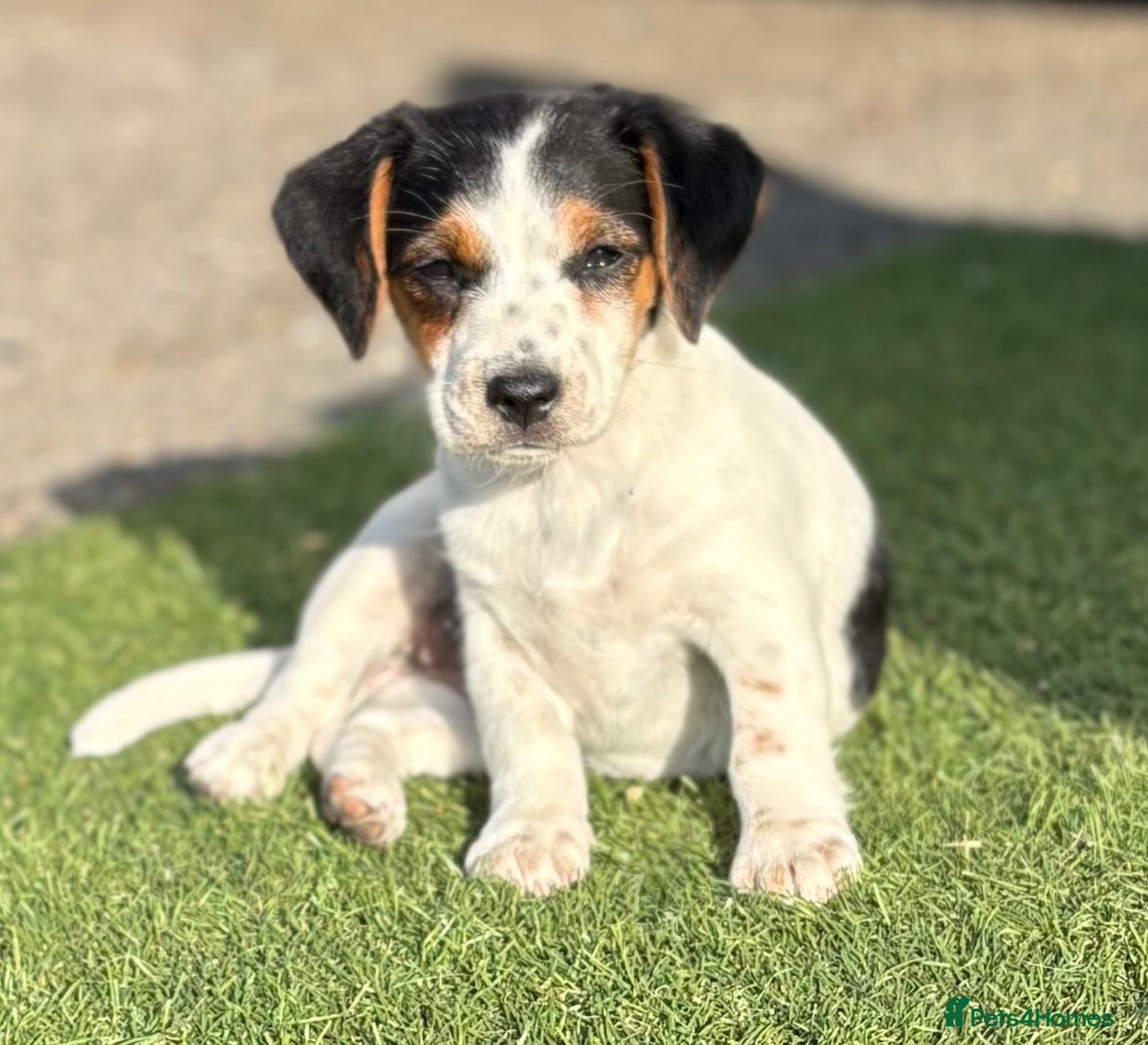Jack Russell dogs Traditional short-legged Jack Russell puppies. - Advert 1