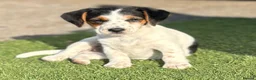 Jack Russell dogs for sale: Traditional short-legged Jack Russell puppies. - Advert 3