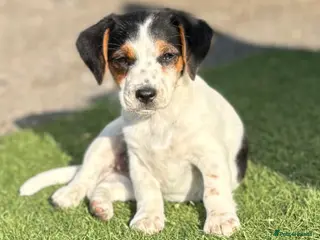 Jack Russell dogs Traditional short-legged Jack Russell puppies. - Advert 1