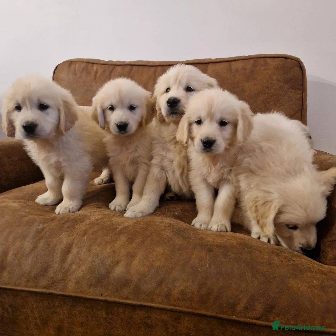 Golden Retriever dogs for sale: Stunning Golden Retrievers - Advert 2