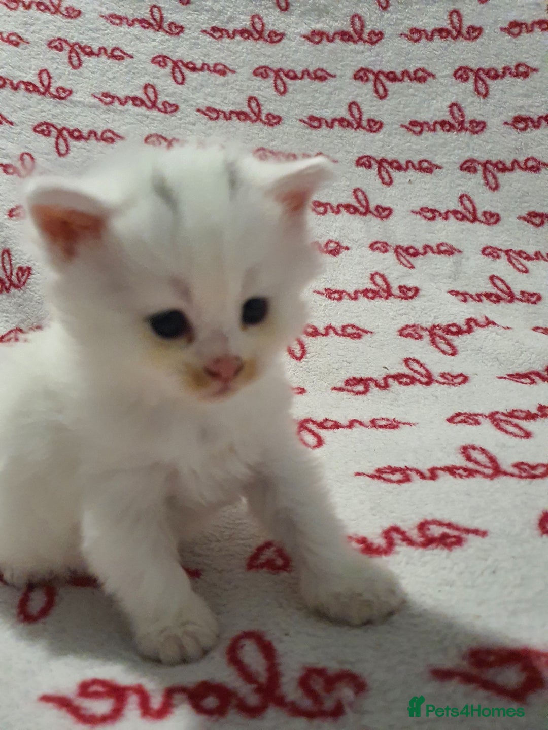 Maine Coon cats for sale: Last kitten available  - Advert 2