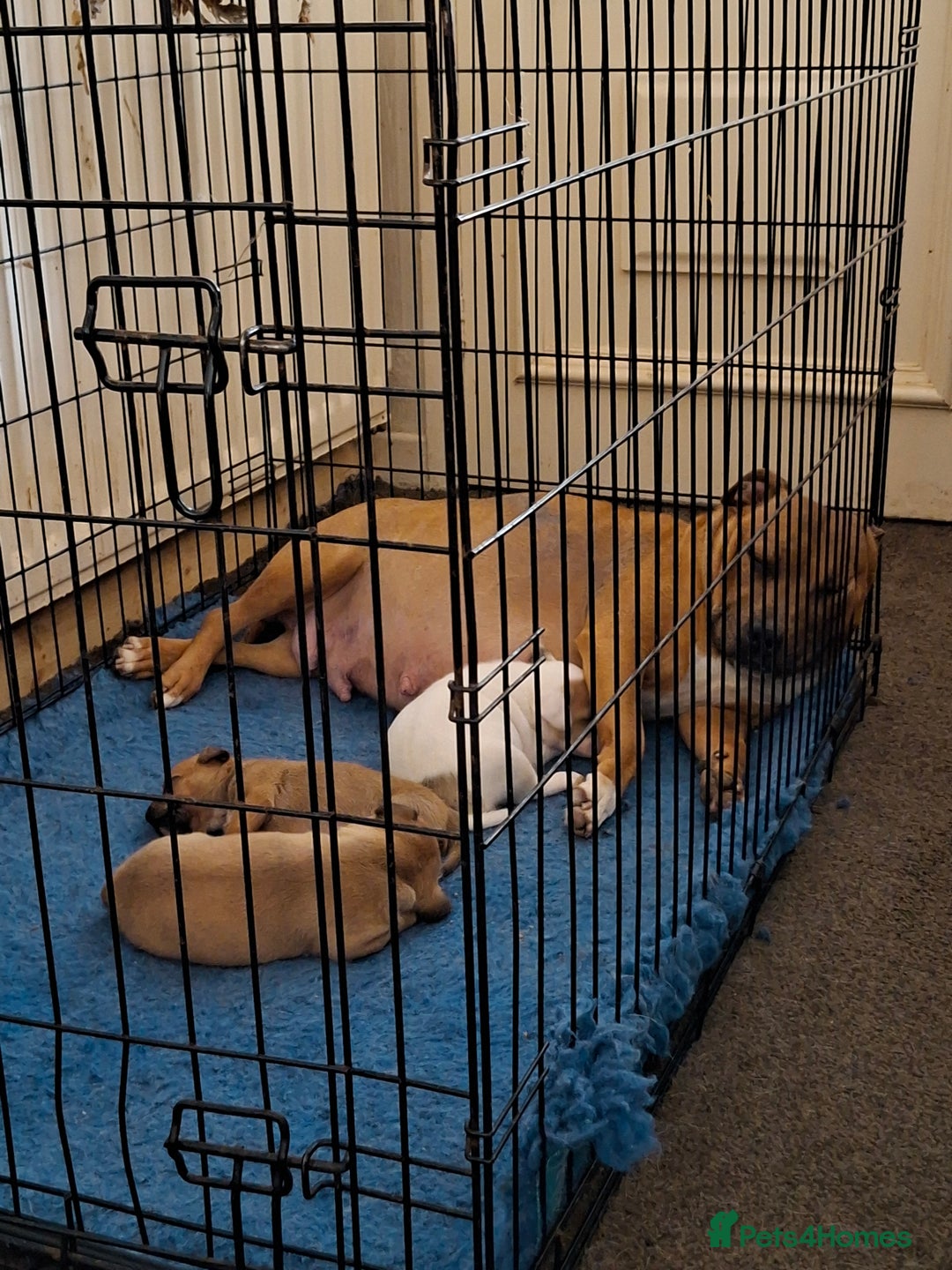 Staffordshire Bull Terrier dogs for sale: Beautiful big puppies  - Image 7