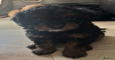Cavapoo dogs - Advert 2