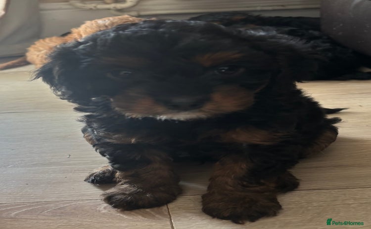 Cavapoo dogs - Advert 9