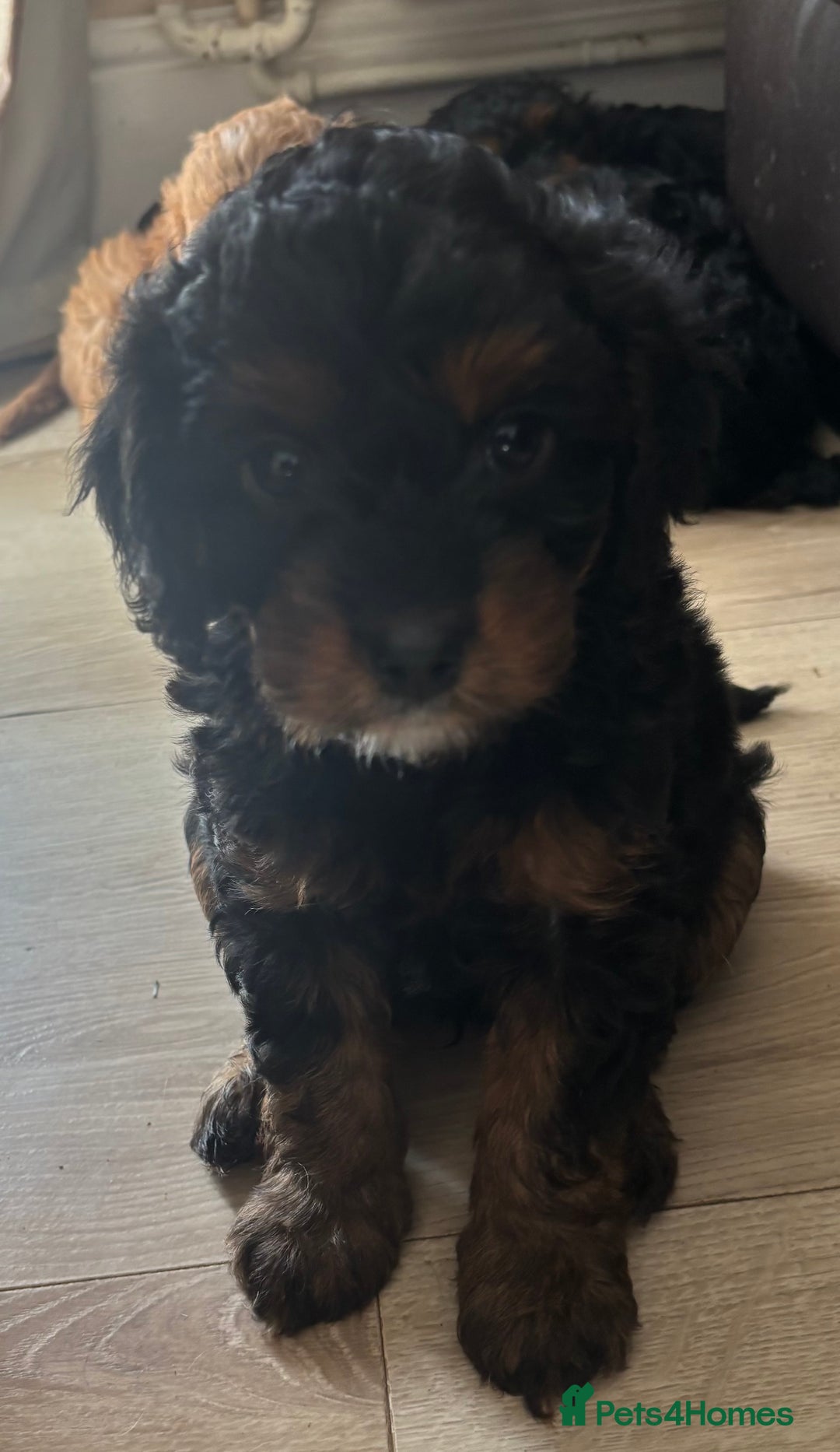 Cavapoo dogs for sale: Outstanding Blk and tan toy cavapoo male left  - Image 4
