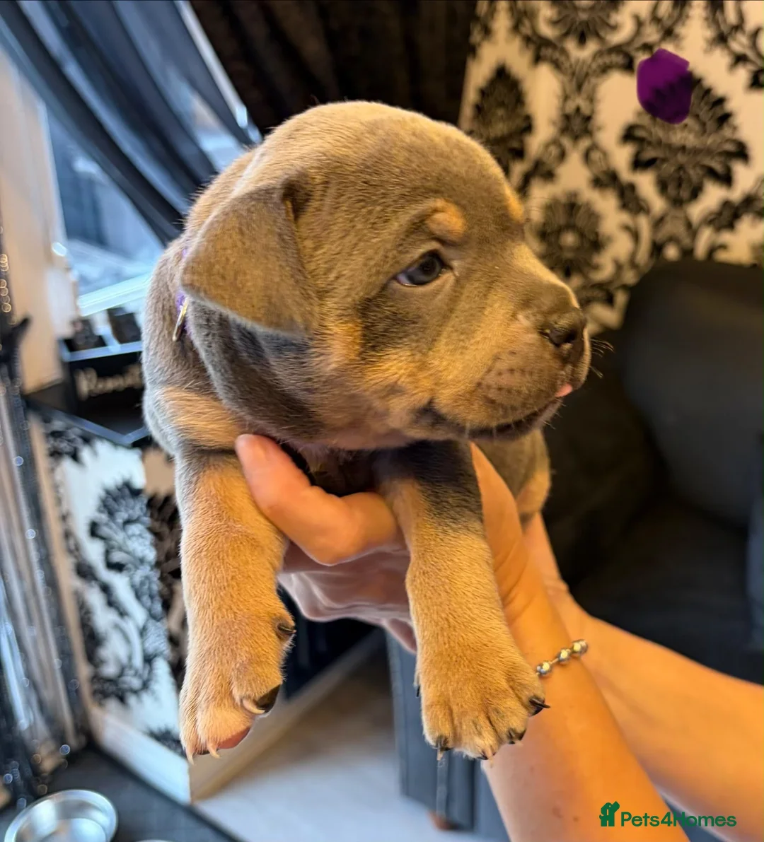 Staffordshire Bull Terrier dogs for sale: KC Reg Staffordshire Bull Terriors  - Advert 2