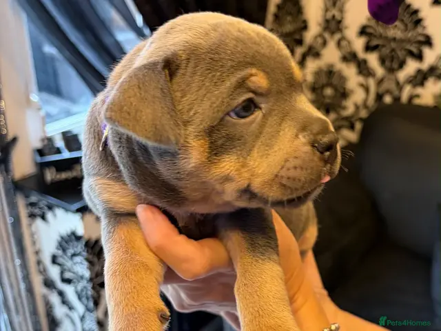 Staffordshire Bull Terrier dogs KC Reg Staffordshire Bull Terriors - Advert 2