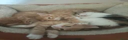 Mixed Breed cats for sale: Litter of 4 kittens  - Advert 12