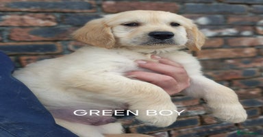 Golden Retriever dogs - Advert 1