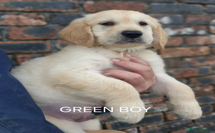 Golden Retriever dogs - Advert 6