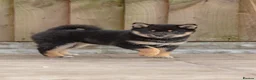 Japanese Shiba Inu dogs for sale: Beautiful Shiba Inu puppies  - Advert 15