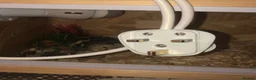 Quail poultry for sale: CHINESE PAINTED BUTTON QUAILS & VIVARIUM ! - Advert 7
