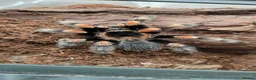 Tarantulas invertebrates for sale: 5 tarantulas, with enclosures see description  in Bristol - Advert 2