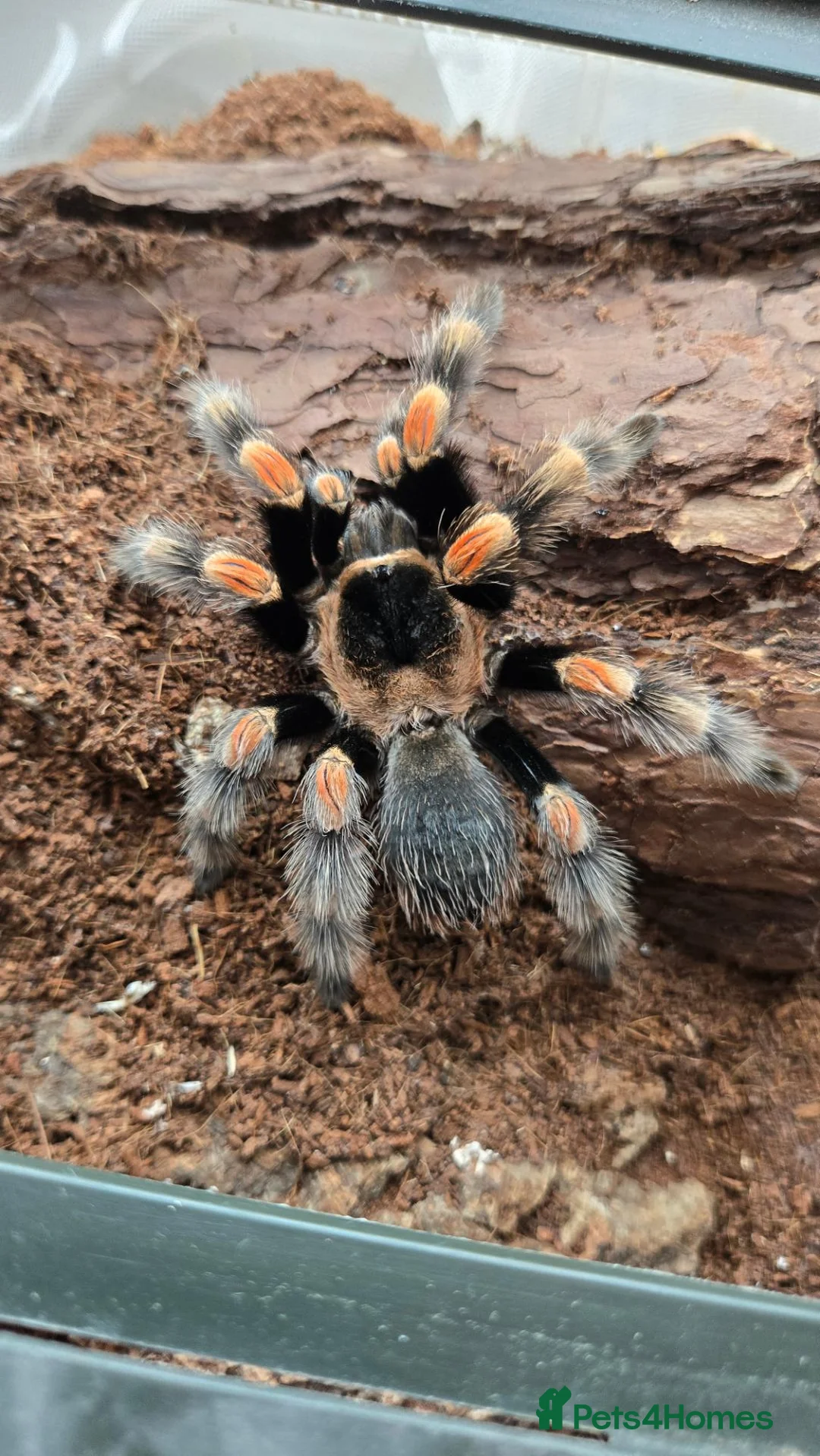 Tarantulas invertebrates for sale: 5 tarantulas, with enclosures see description  in Bristol - Advert 2