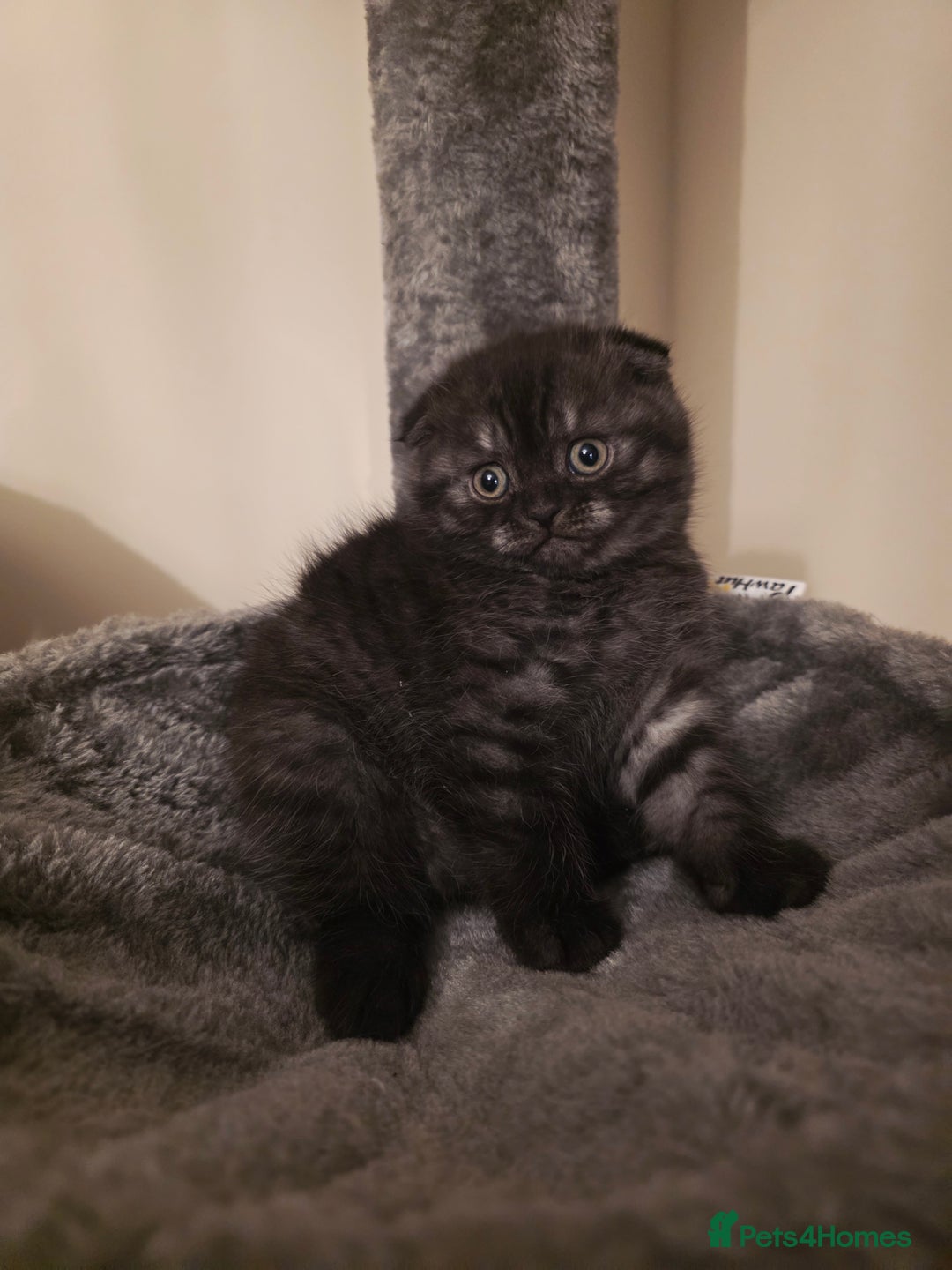 Scottish Fold cats for sale: Scottish fold ears female - Advert 3