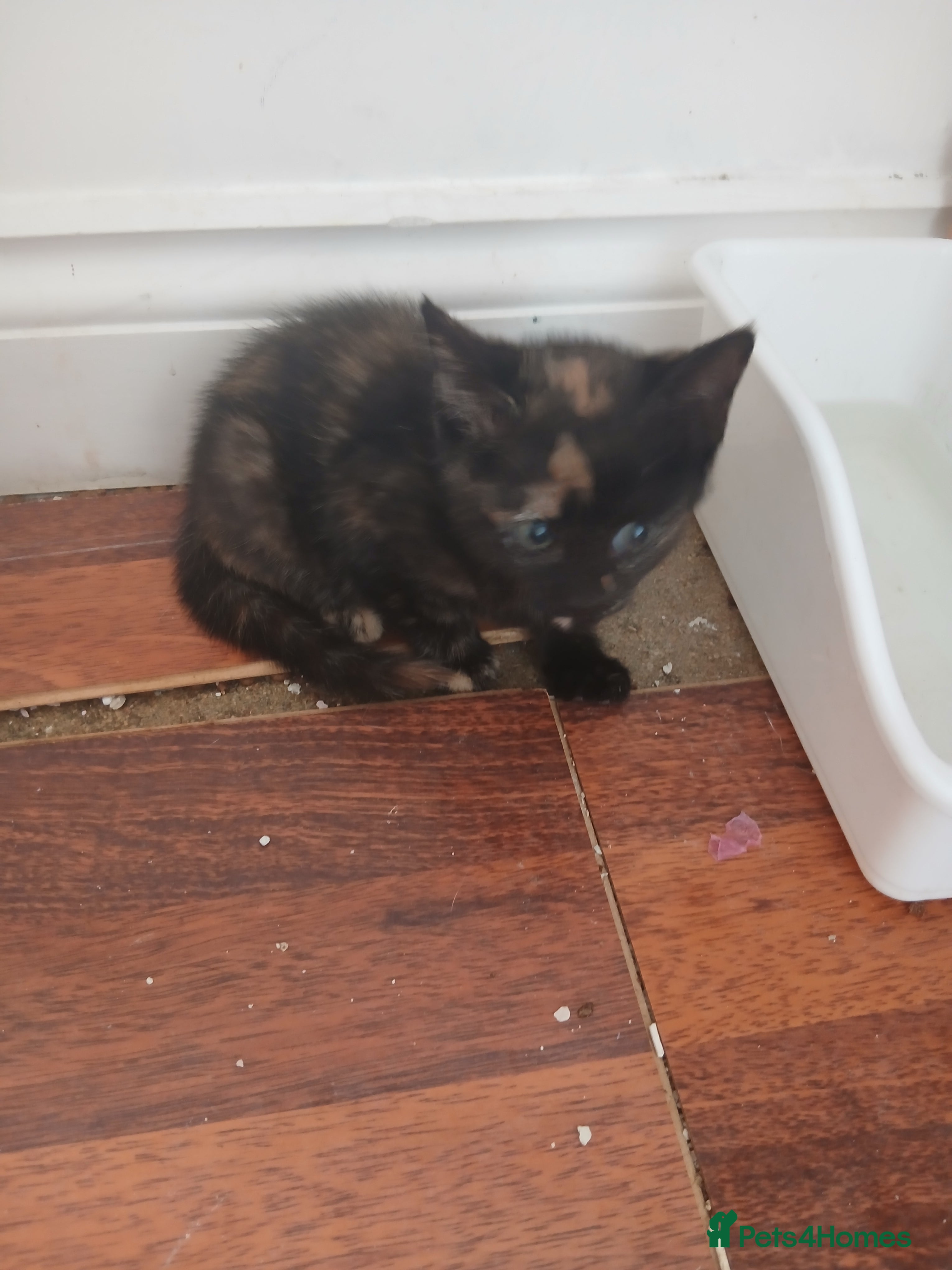 Mixed Breed cats 1 female kitten - Advert 4