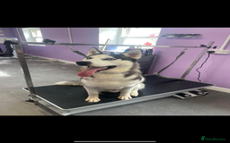 Siberian Husky dogs for sale: Siberian husky male  - Image 1