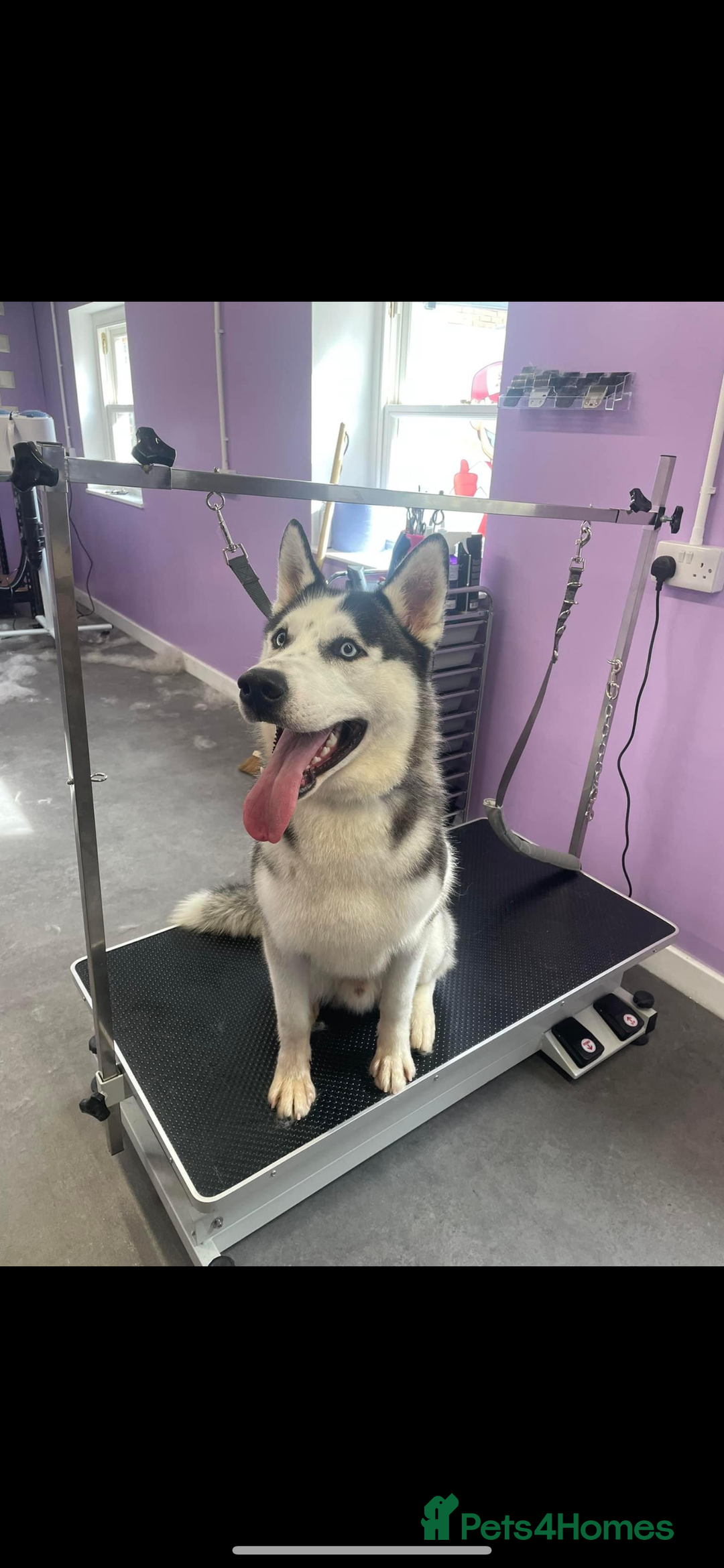 Siberian Husky dogs for sale: Siberian husky male  - Image 1