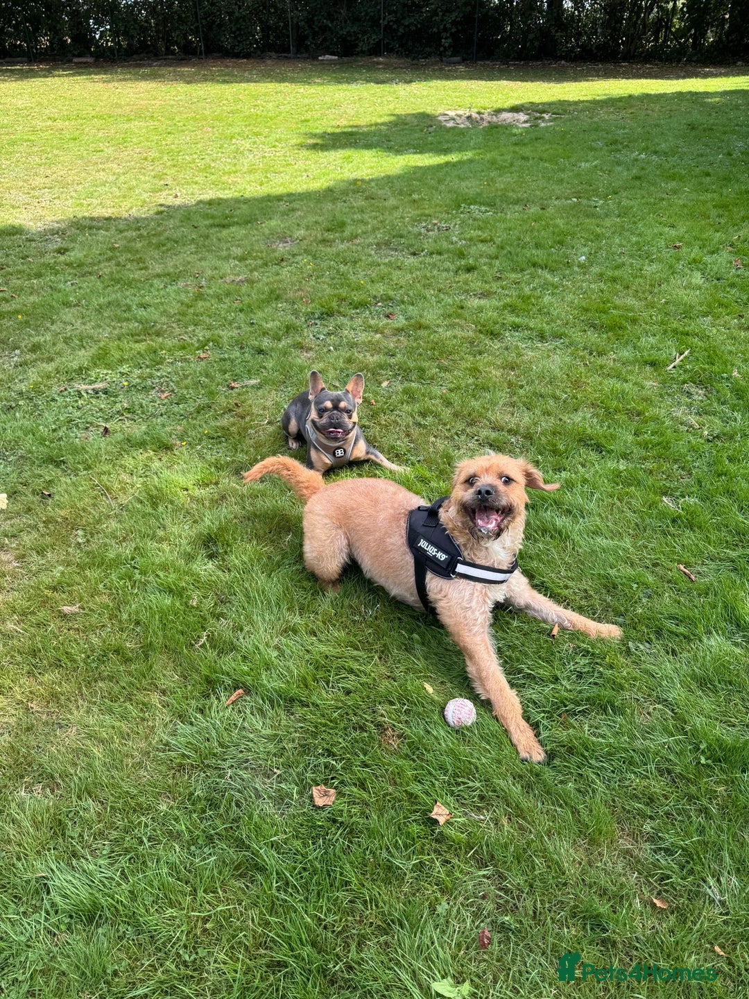 Mixed Breed dogs for sale: English bulldog x poodle  - Advert 1