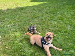 Mixed Breed dogs English bulldog x poodle - Advert 1