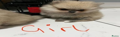 Pomeranian Puppy 2