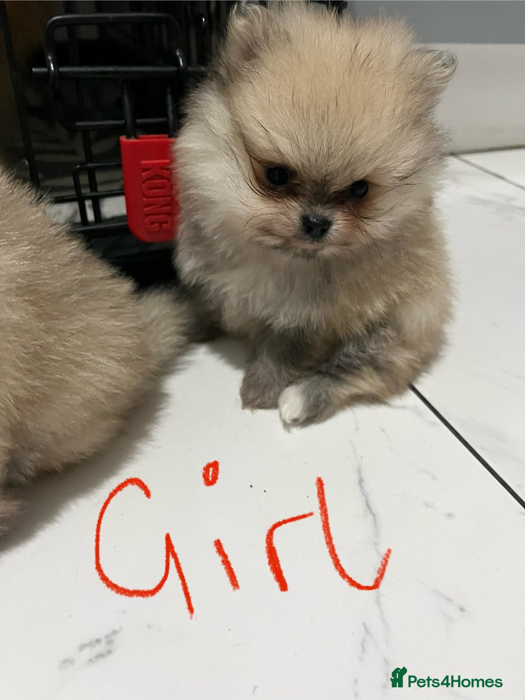 Pomeranian dogs for sale: 2 beautiful Pomeranian puppies - Advert 3