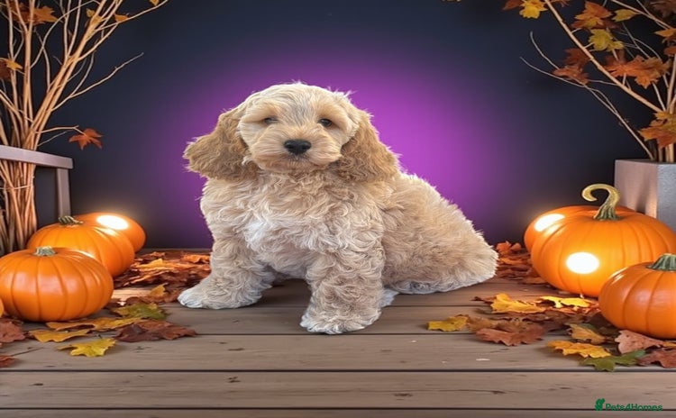 Cockapoo dogs - Advert 4