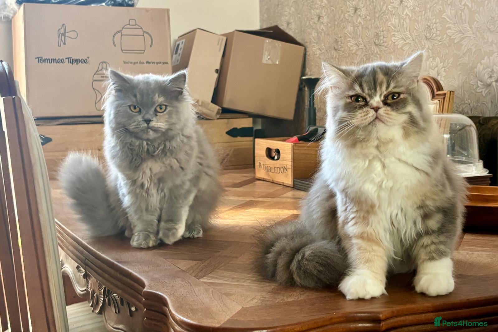 Persian cats Pure-bred Persian Kittens - Ready Now - £450 - Advert 1