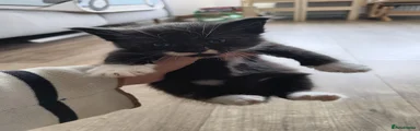 Half coon 3
