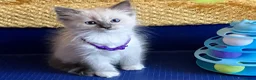 Ragdoll cats for sale: GCCF Сhampion Bloodline Ragdoll 5 GenPedigree 🏆🌟 - Advert 9