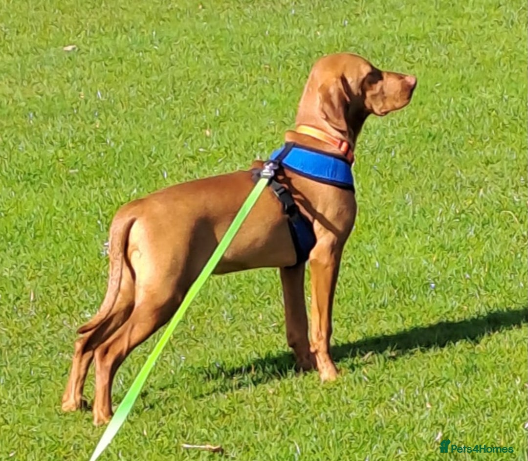 Hungarian Vizsla dogs for sale: Hungarian Vizsla - Male - 8 Months old - Advert 1