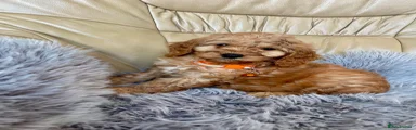 Cockapoo Puppy 2