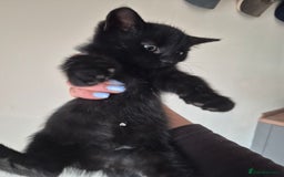 Mixed Breed cats for sale: Blue and black kittens - Image 5