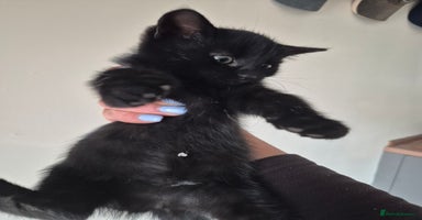 Mixed Breed cats - Advert 13
