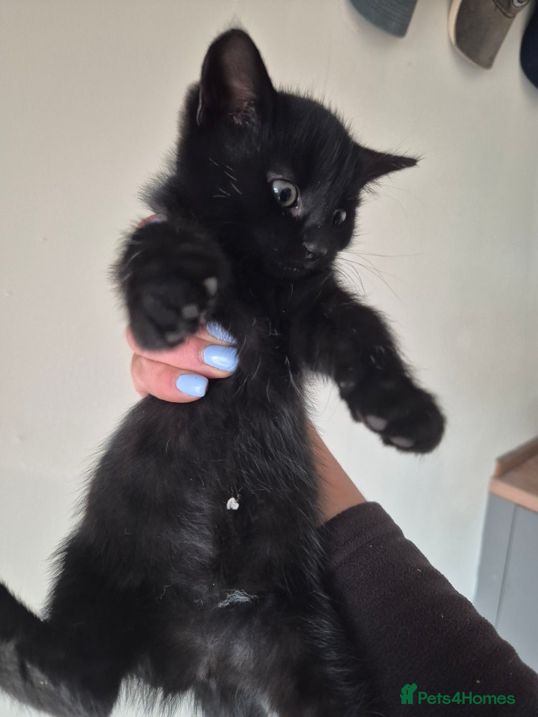 Mixed Breed cats for sale: Blue and black kittens - Image 5