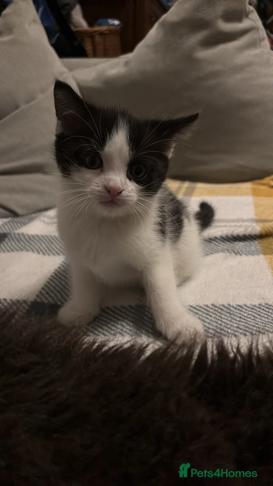 British Shorthair cats for sale: Two girls available  - Advert 2
