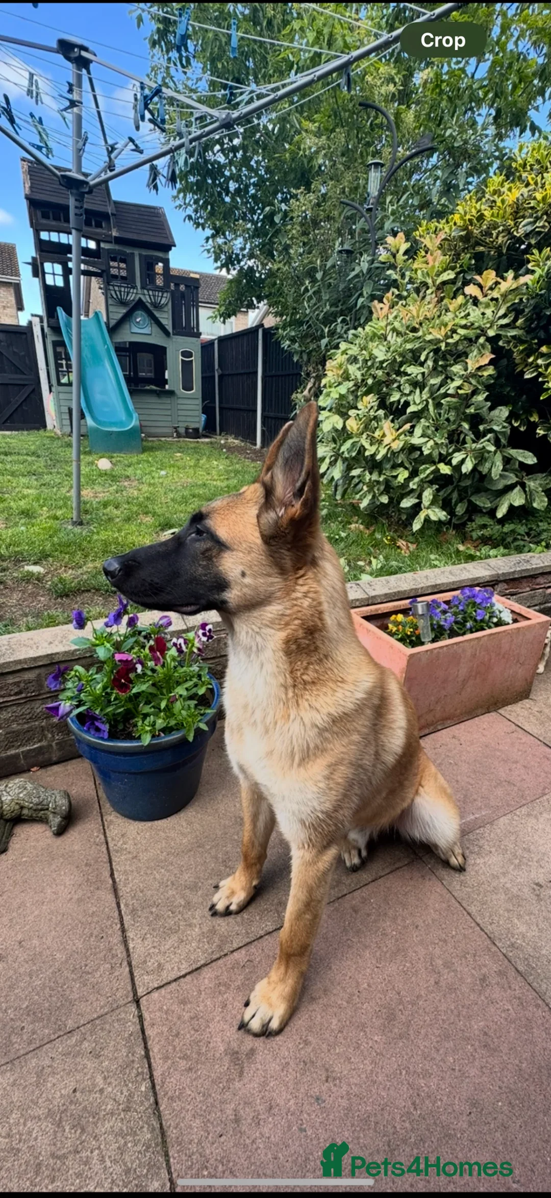 Mixed Breed dogs for sale: 1 year old male Dutch herder X German Shepherd - Advert 2