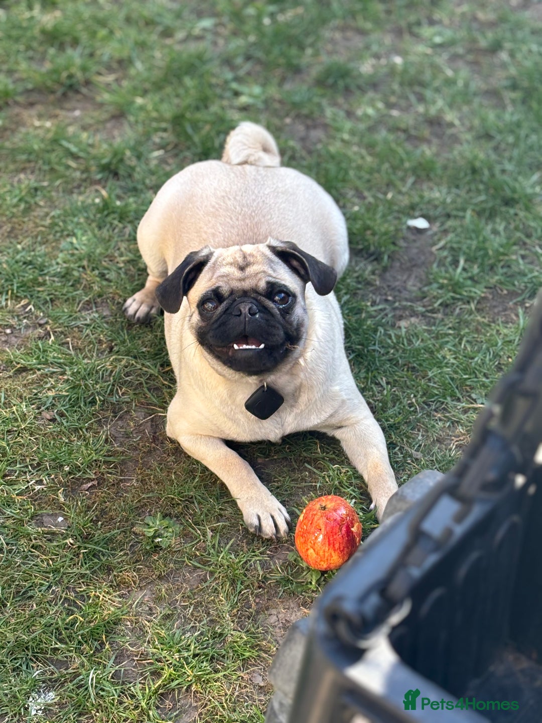 Puggle dogs for sale: Maya pug  - Image 13