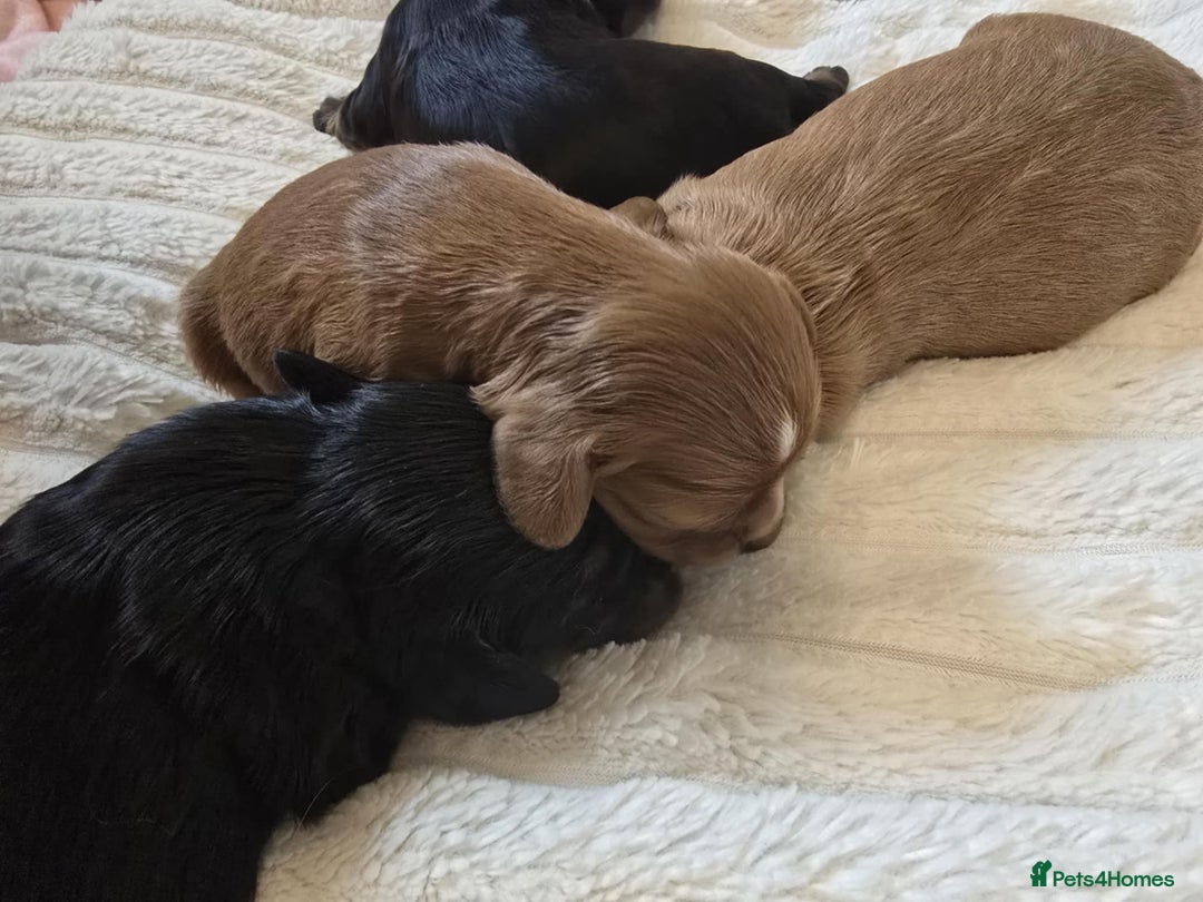 Cavalier King Charles Spaniel dogs for sale: Ruby boys kc cavalier King Charles puppies  - Image 8