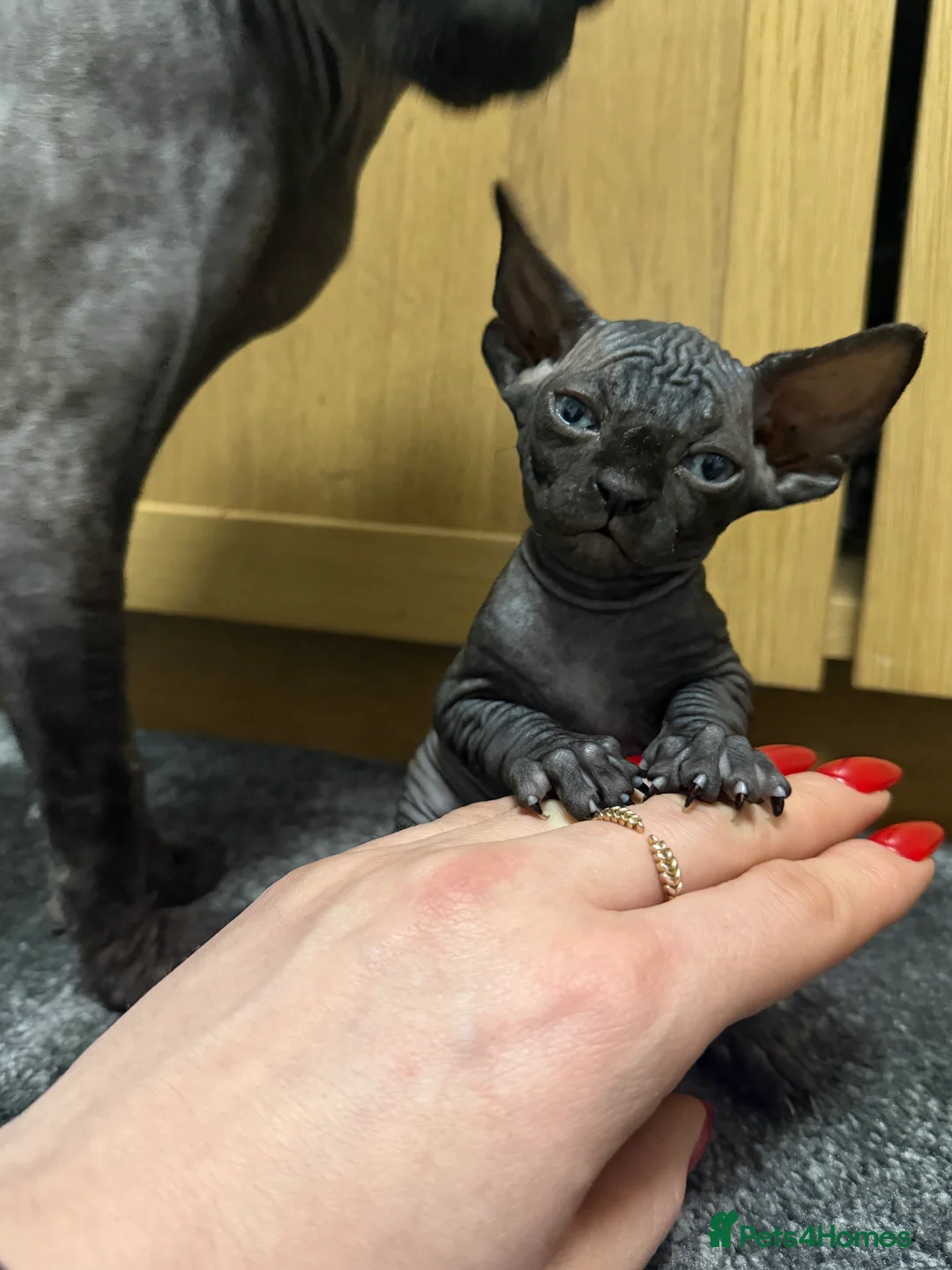 Sphynx cats for sale: Sphynx kitten Tica acctive - Advert 2