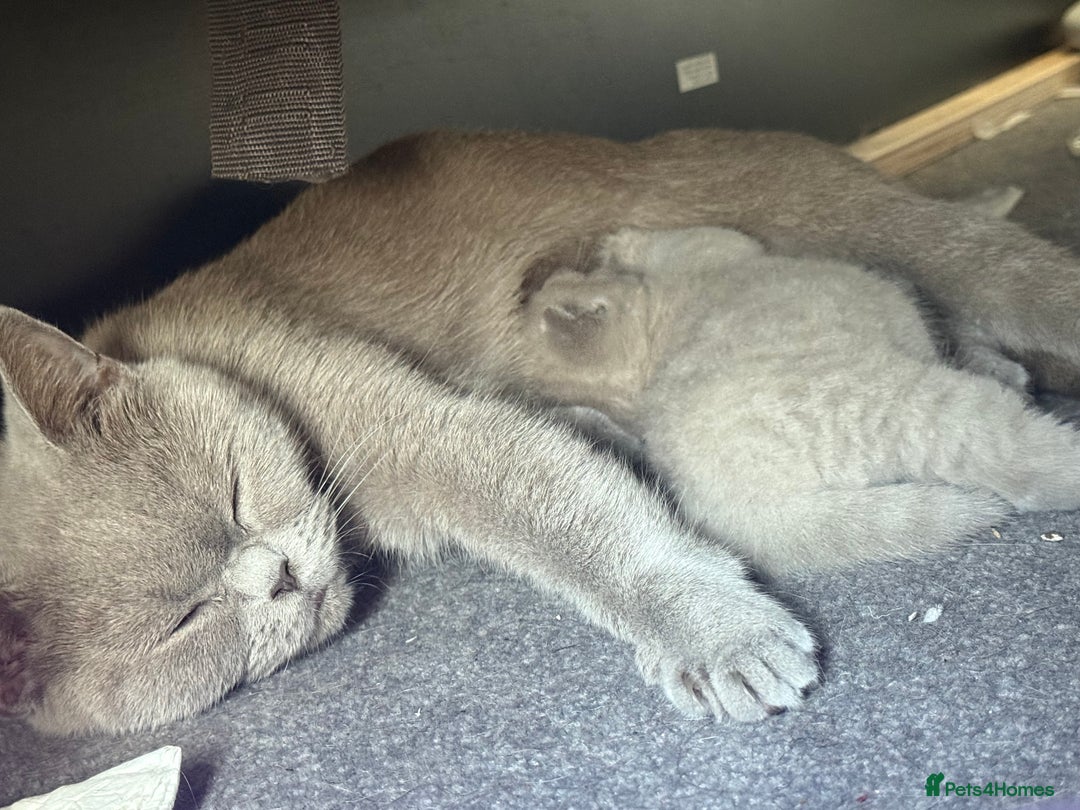 British Shorthair cats for sale: Adorable British Shorthair Female🐱😍💞✨ - Image 6