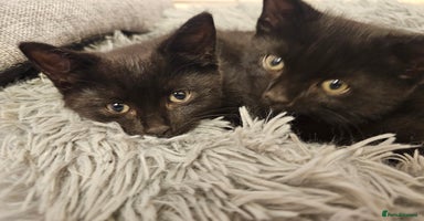 Mixed Breed cats - Advert 6