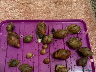 Snails invertebrates Ovum snails - Advert 2