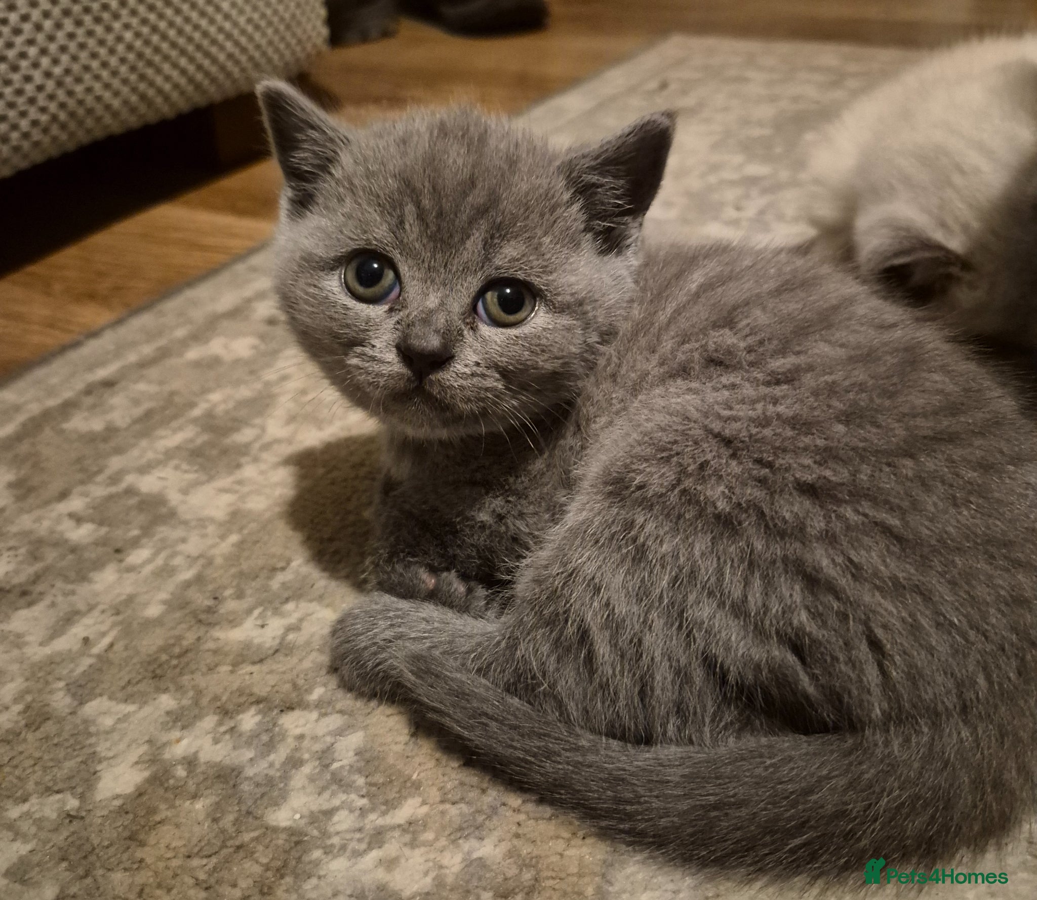 British Shorthair cats  Last blue boy available british shorthair  - Advert 18