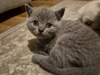British Shorthair cats Last blue boy available british shorthair - Advert 18