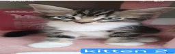 Bengal cats for sale: Bengal- mainecoon mix - Advert 19