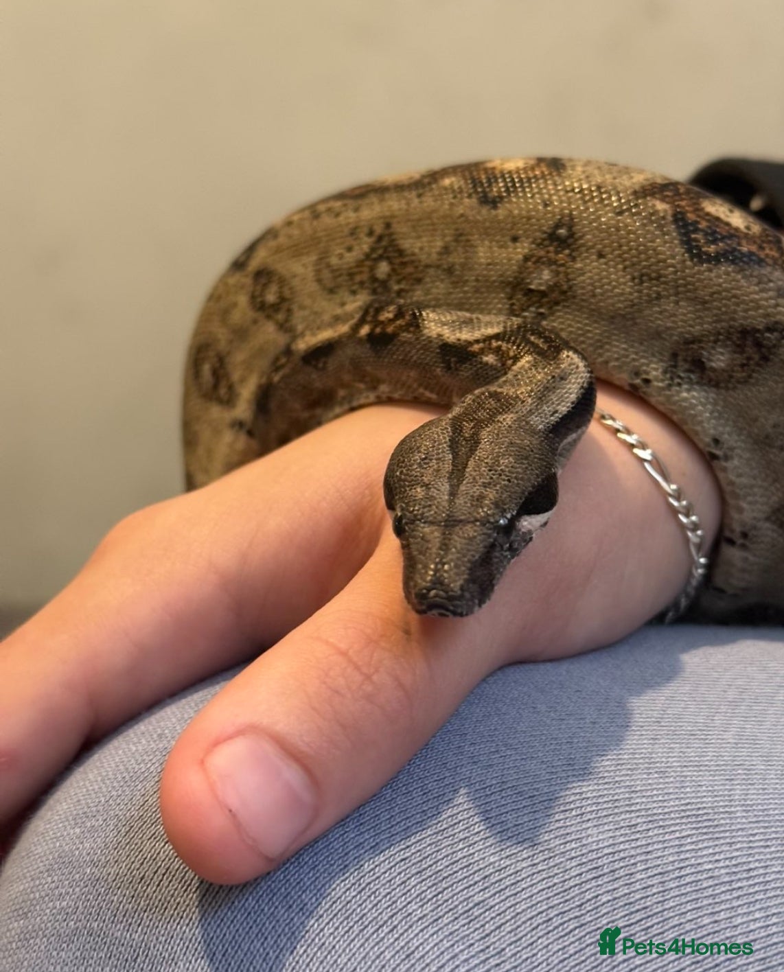 Boa Snake reptiles Boa constrictor  - Advert 1