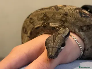 Boa Snake reptiles Boa constrictor - Advert 1