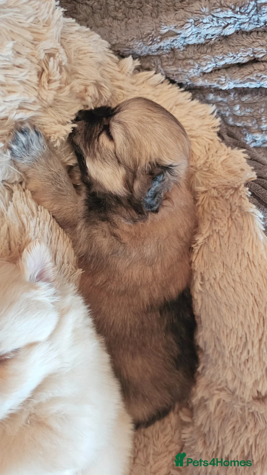 Pomeranian dogs for sale: Pomeranian puppies for loving and caring families  - Image 14